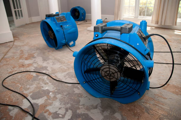 Best Basement water damage restoration  in Jemison, AL